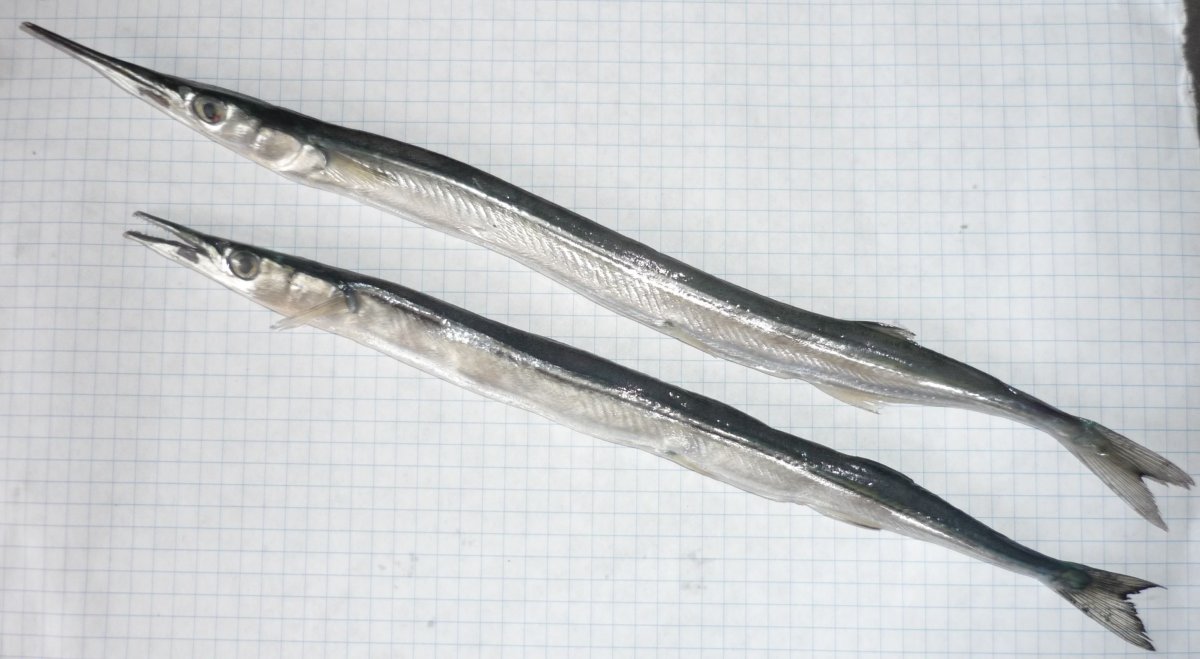 Черноморская рыба игла Сарган