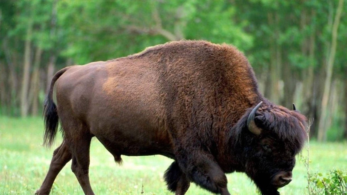 ЗУБР (Европейский Бизон)