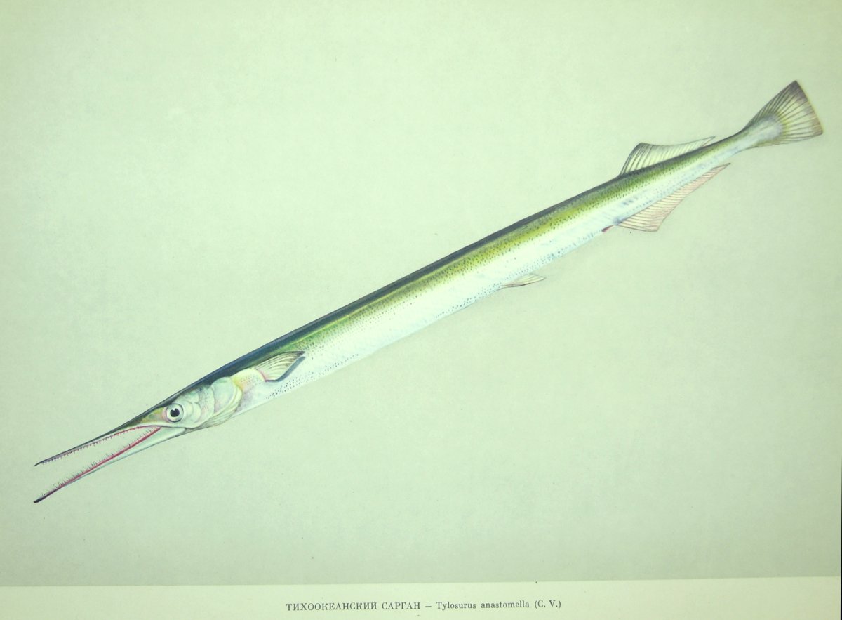 Сарган морская щука