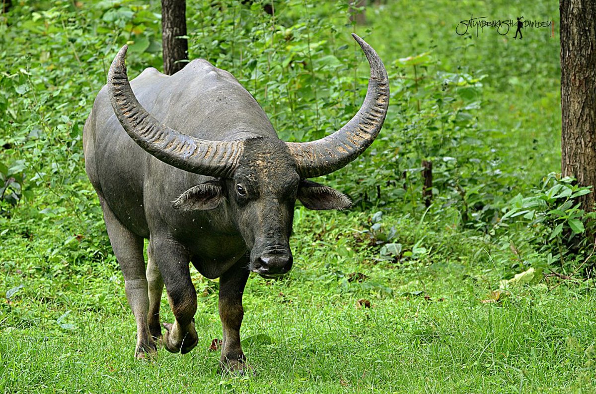 Буйвол Буффало Индия