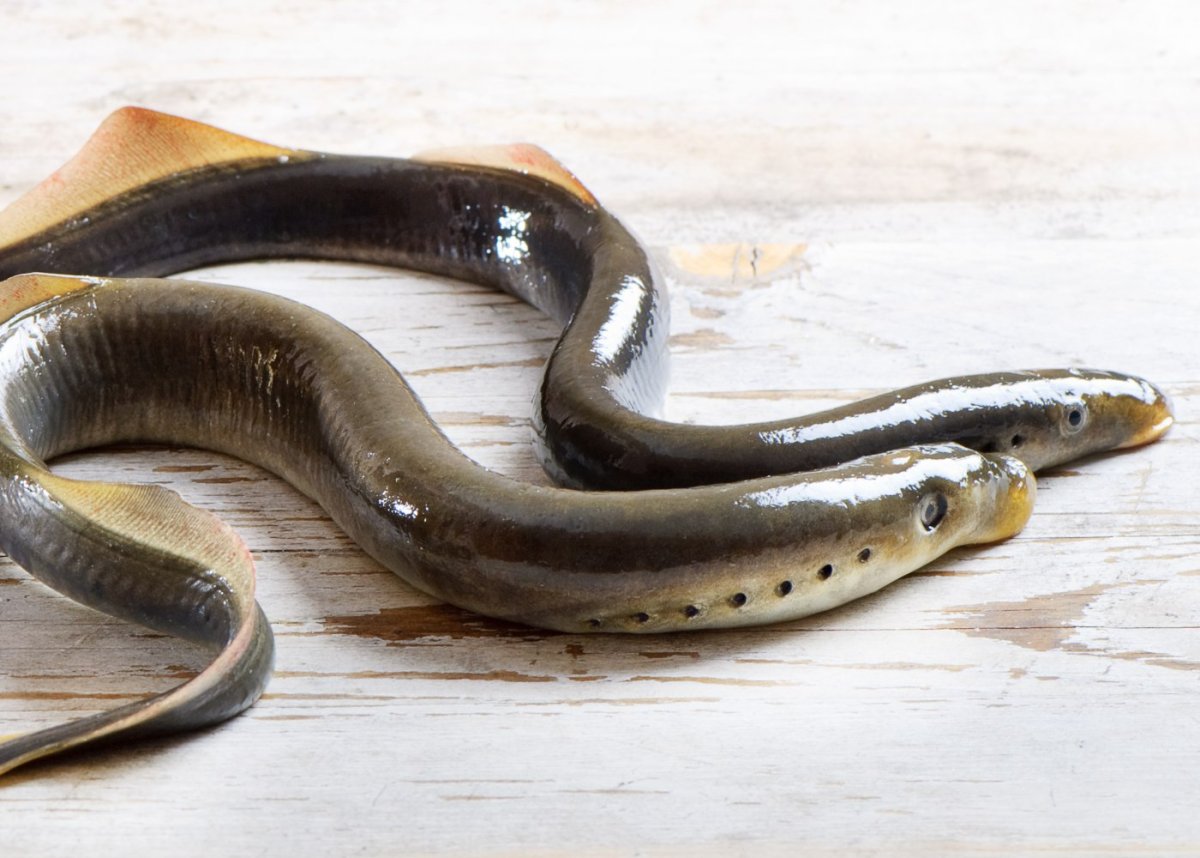 Речная минога