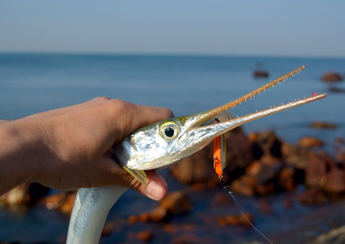 Черноморская рыба Сарган