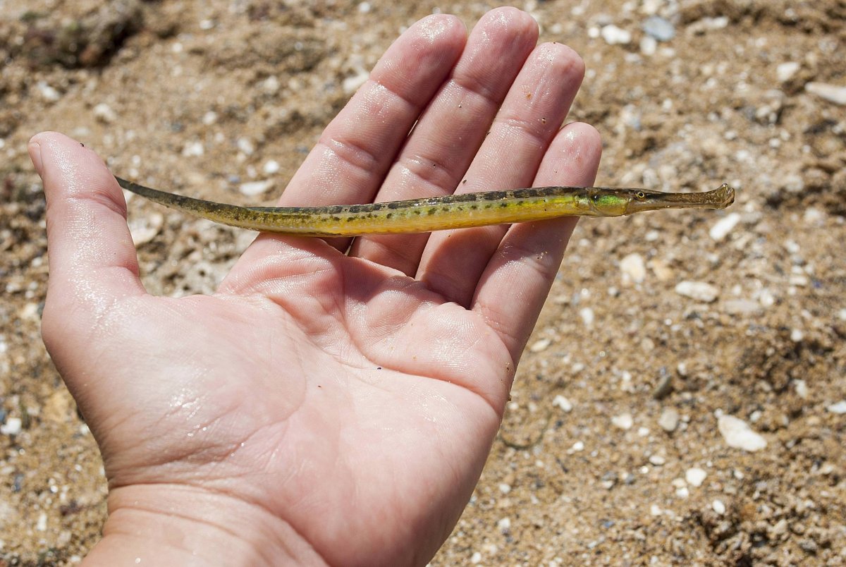 Рыба игла черное море Сарган