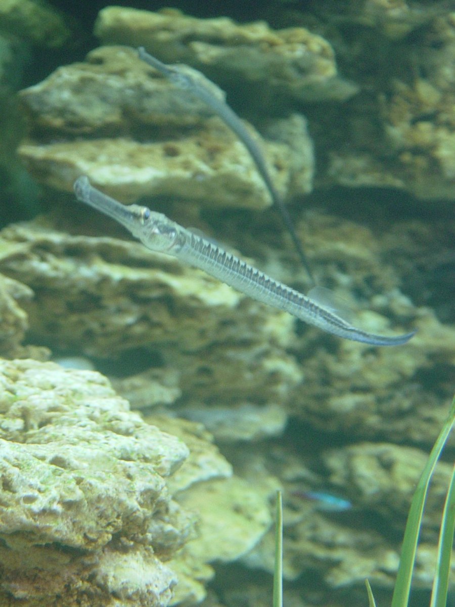 Черноморская Пухлощёкая рыба-игла