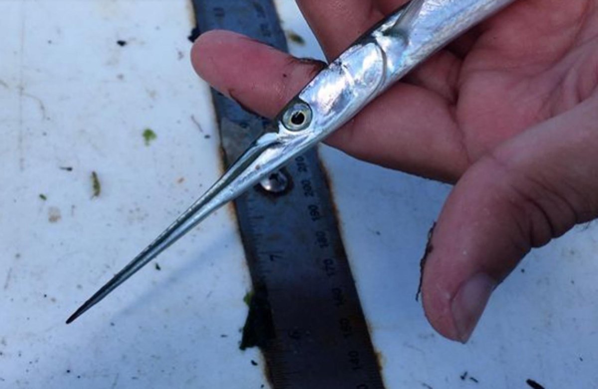 Рыба игла короткохвостая