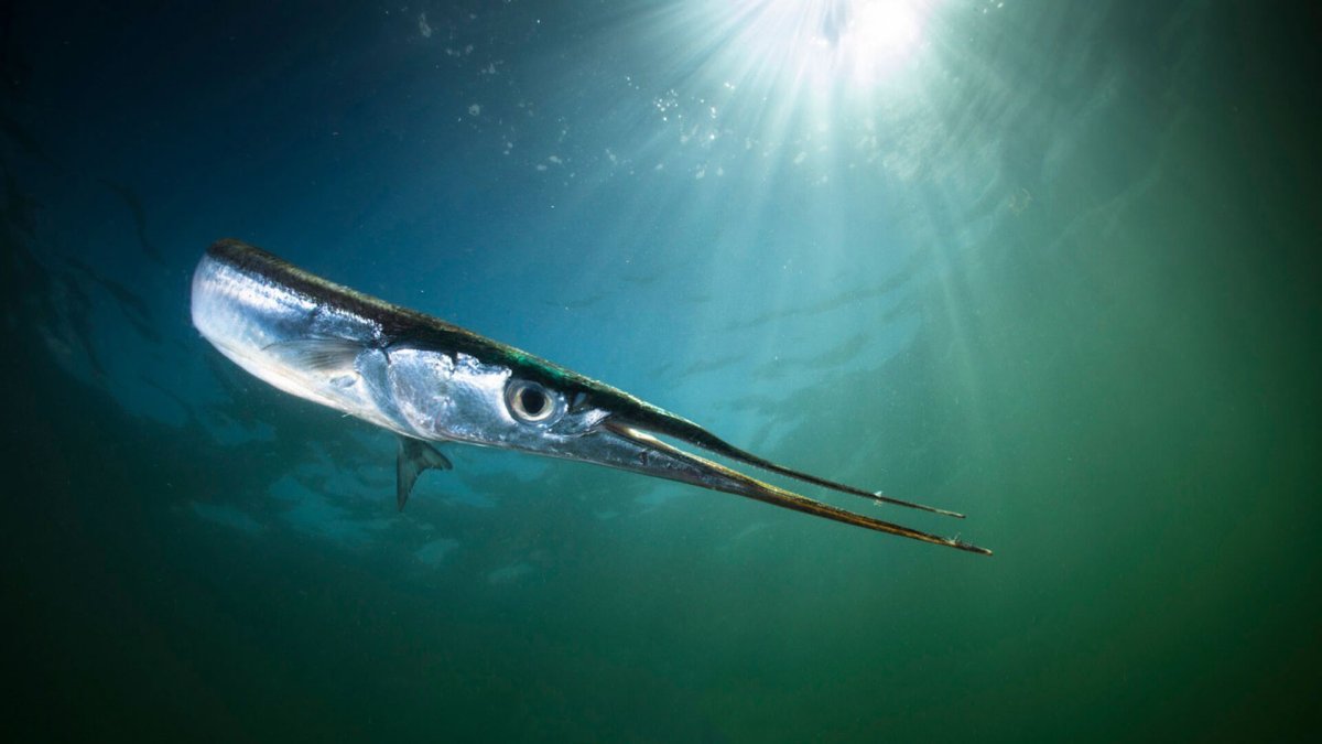 Рыба игла черное море Сарган