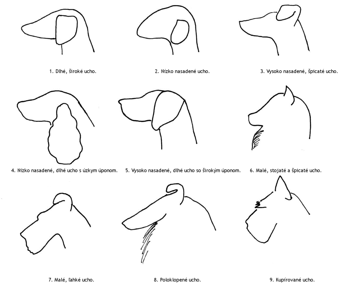 Красивая морда собаки