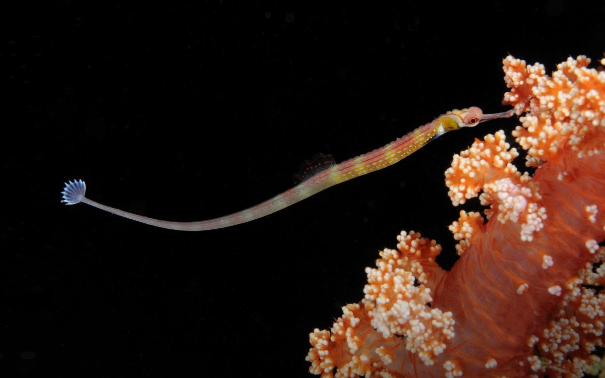 Морские иглы в водорослях