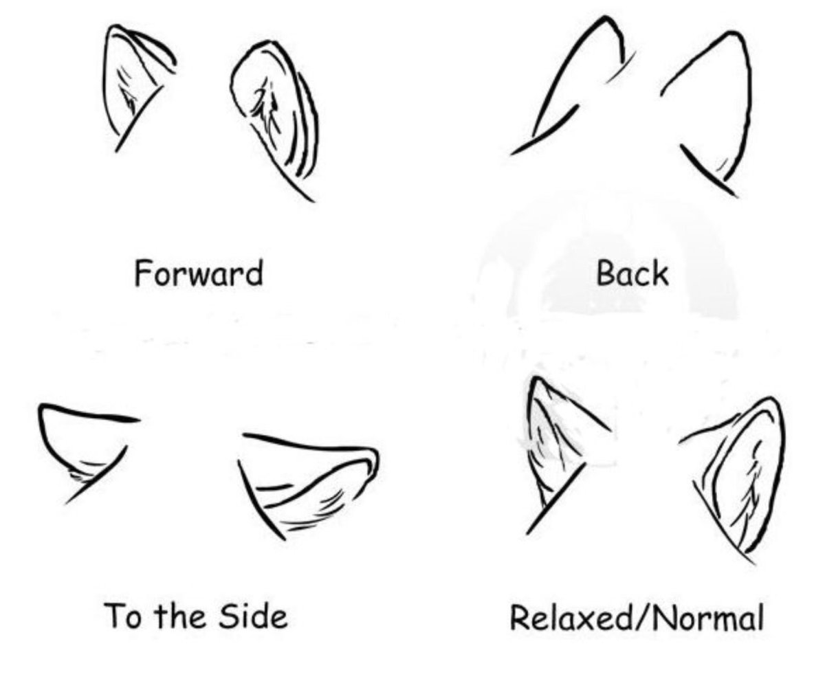 Немецкая овчарка лает