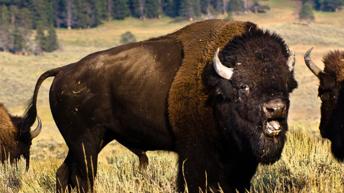 Широколобый Бизон