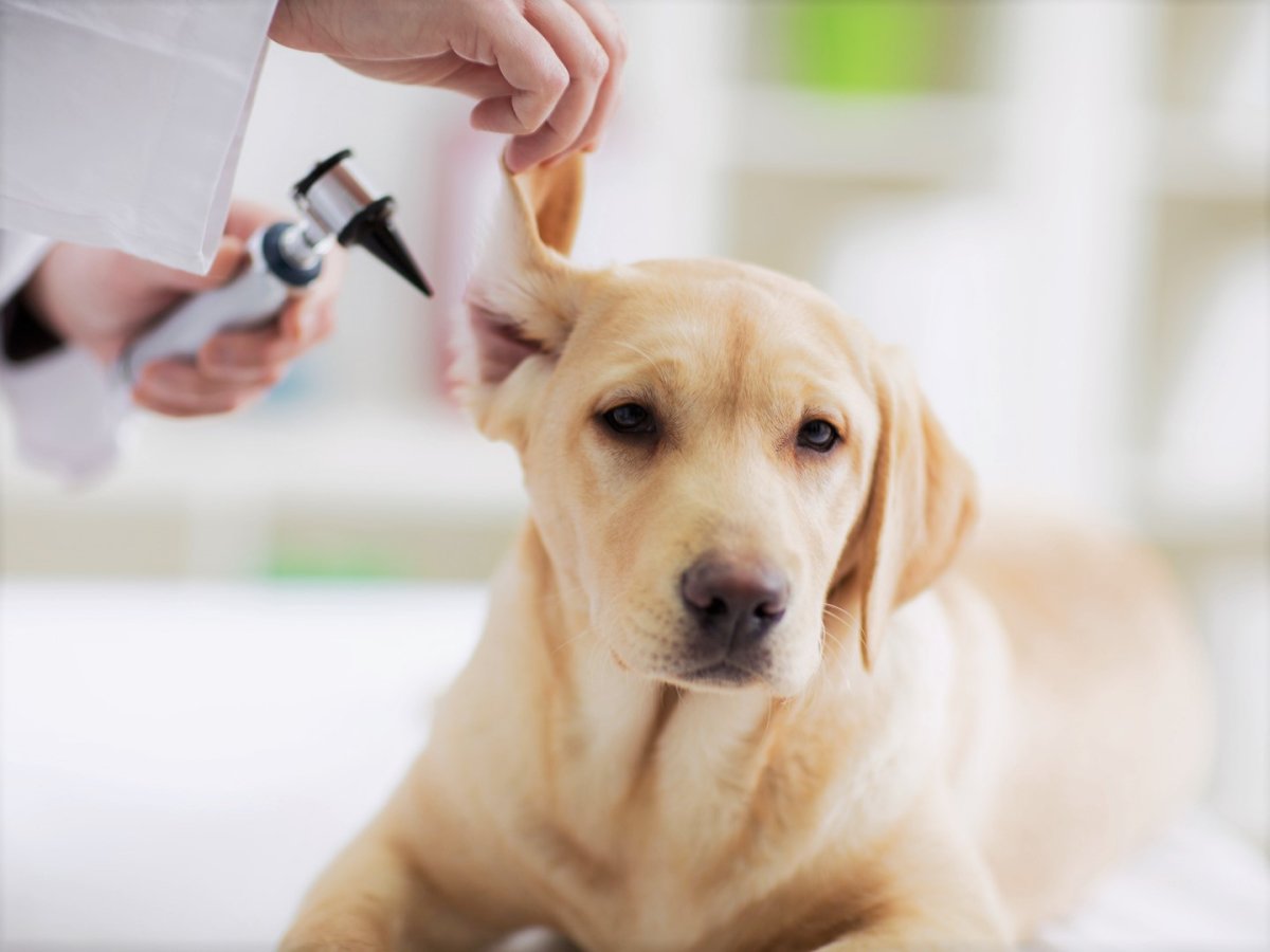 Ветеринарный дерматолог