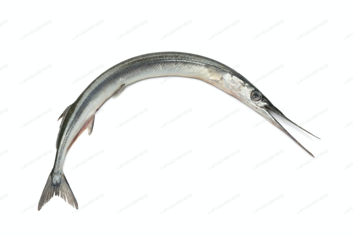 Рыба игла белая