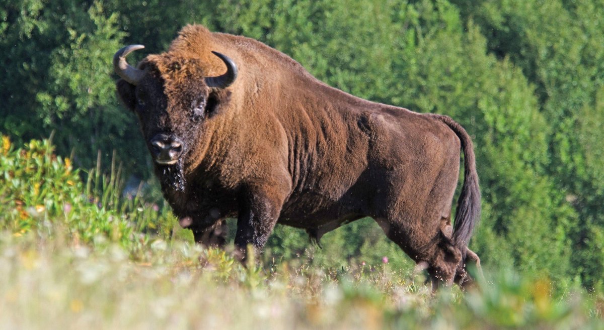 Бизоны в России