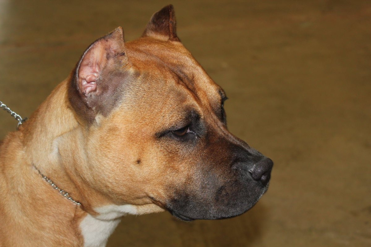 Мраморный той терьер