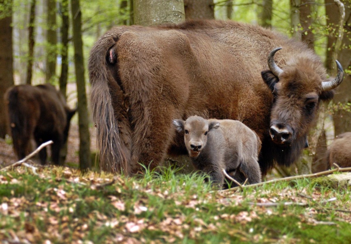 Беловежская пуща зубры заповедник