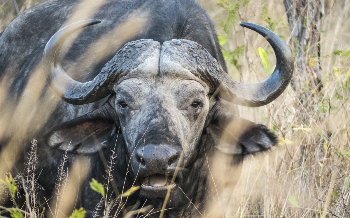 Чегемский буйвол