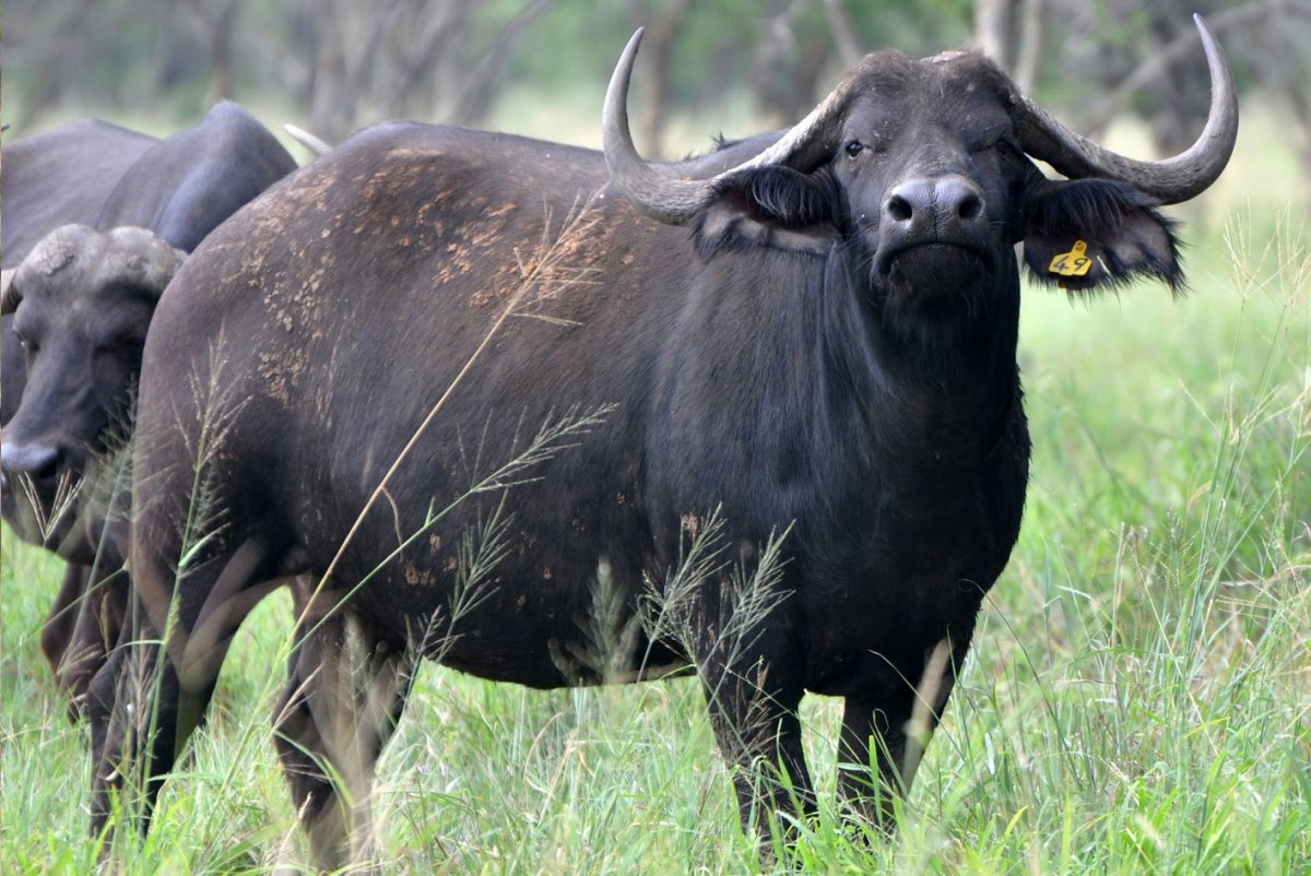 Buffalo Buffalo Buffalo Buffalo Buffalo