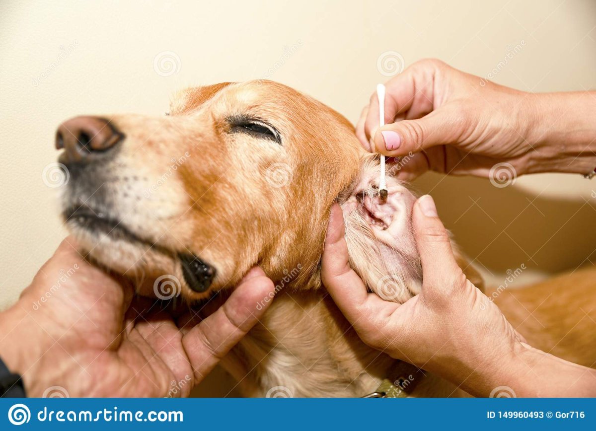 Пушистые ушки