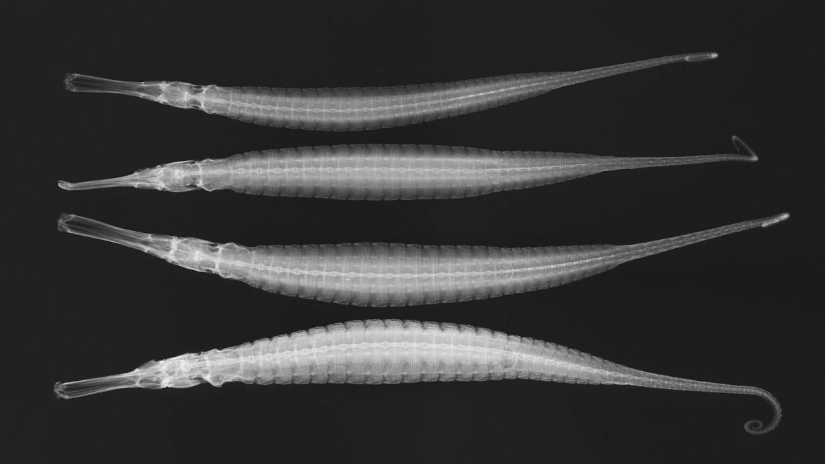 Строение морской иглы