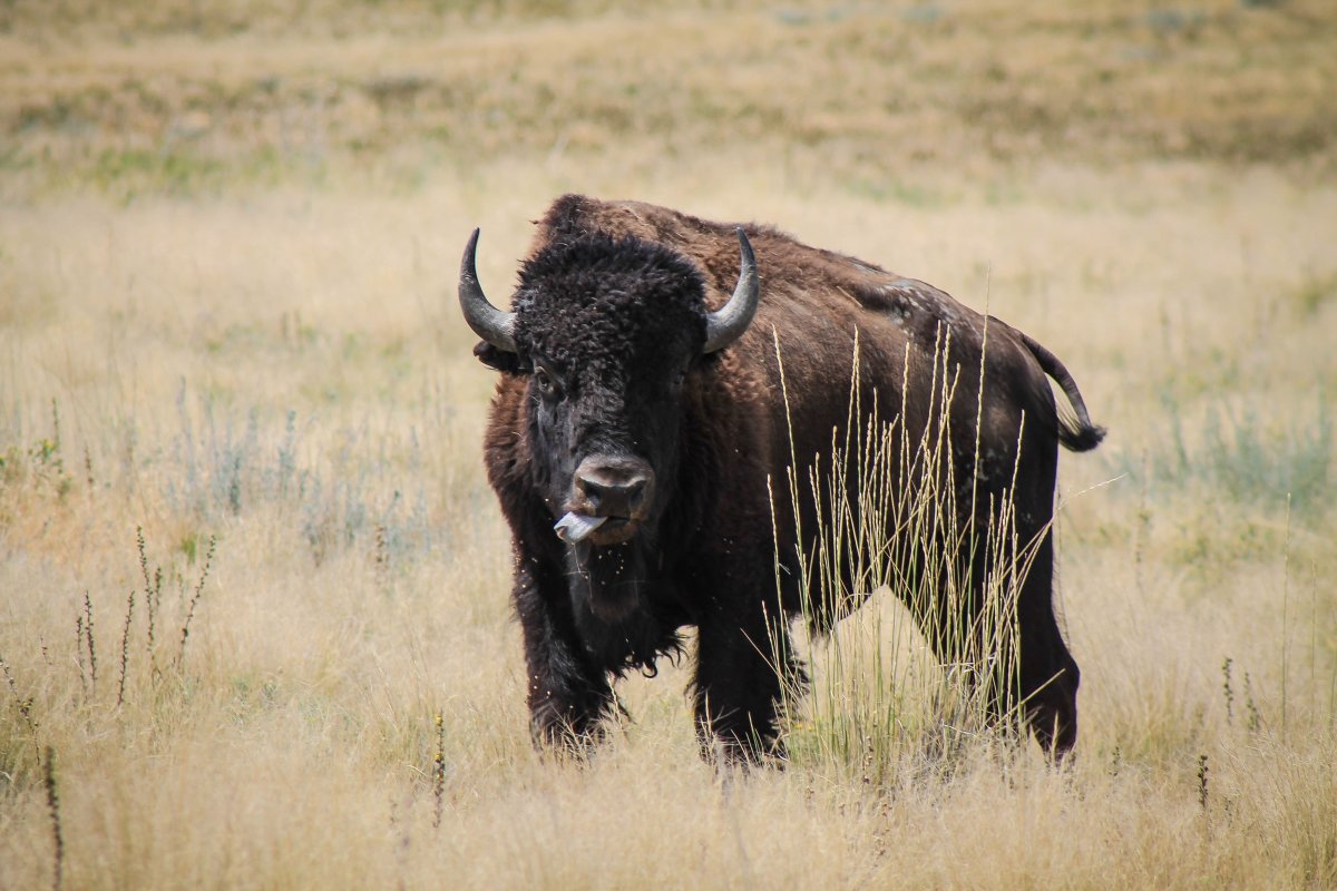 Зубры бизоны и овцебыки