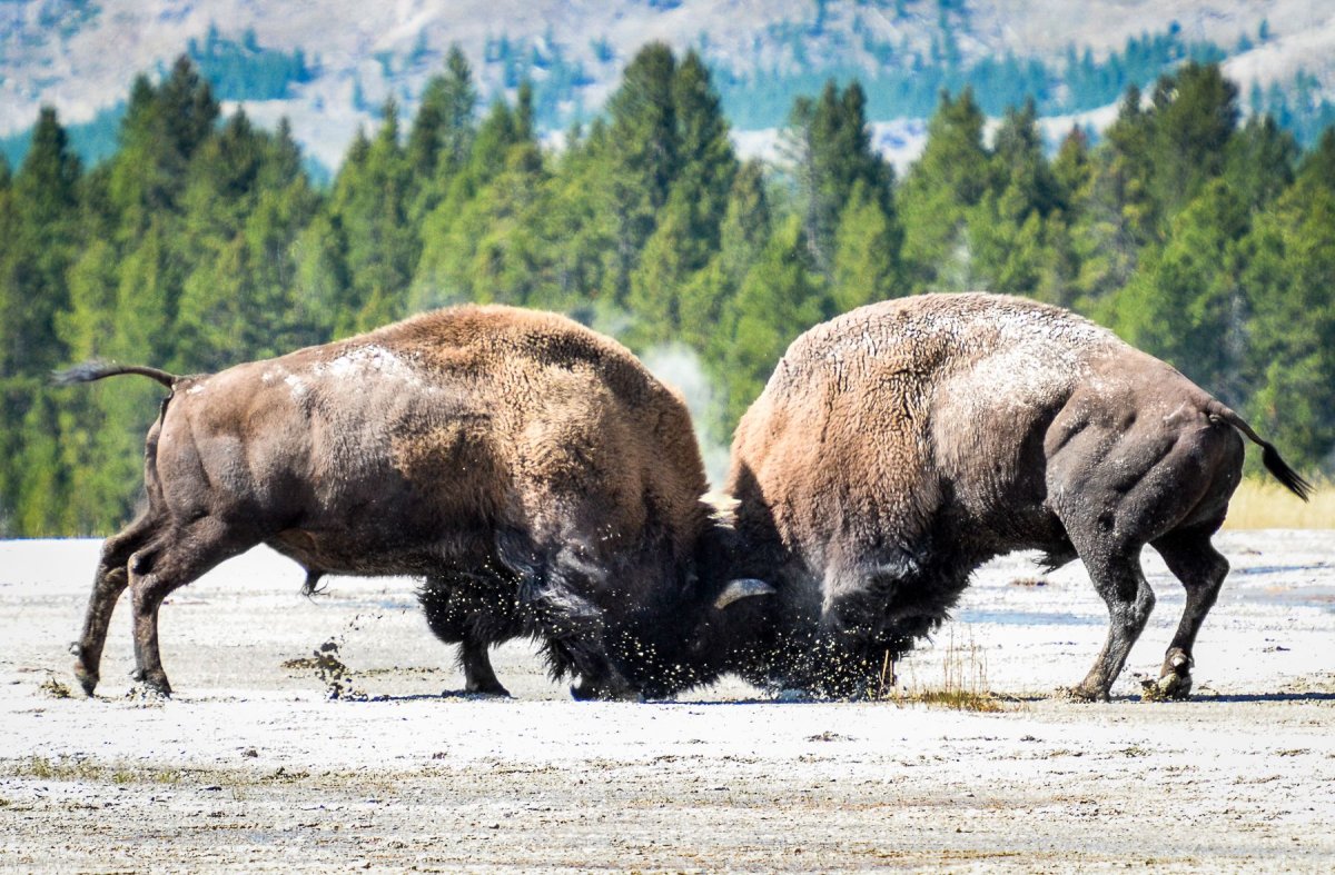 ЗУБР vs Бизон