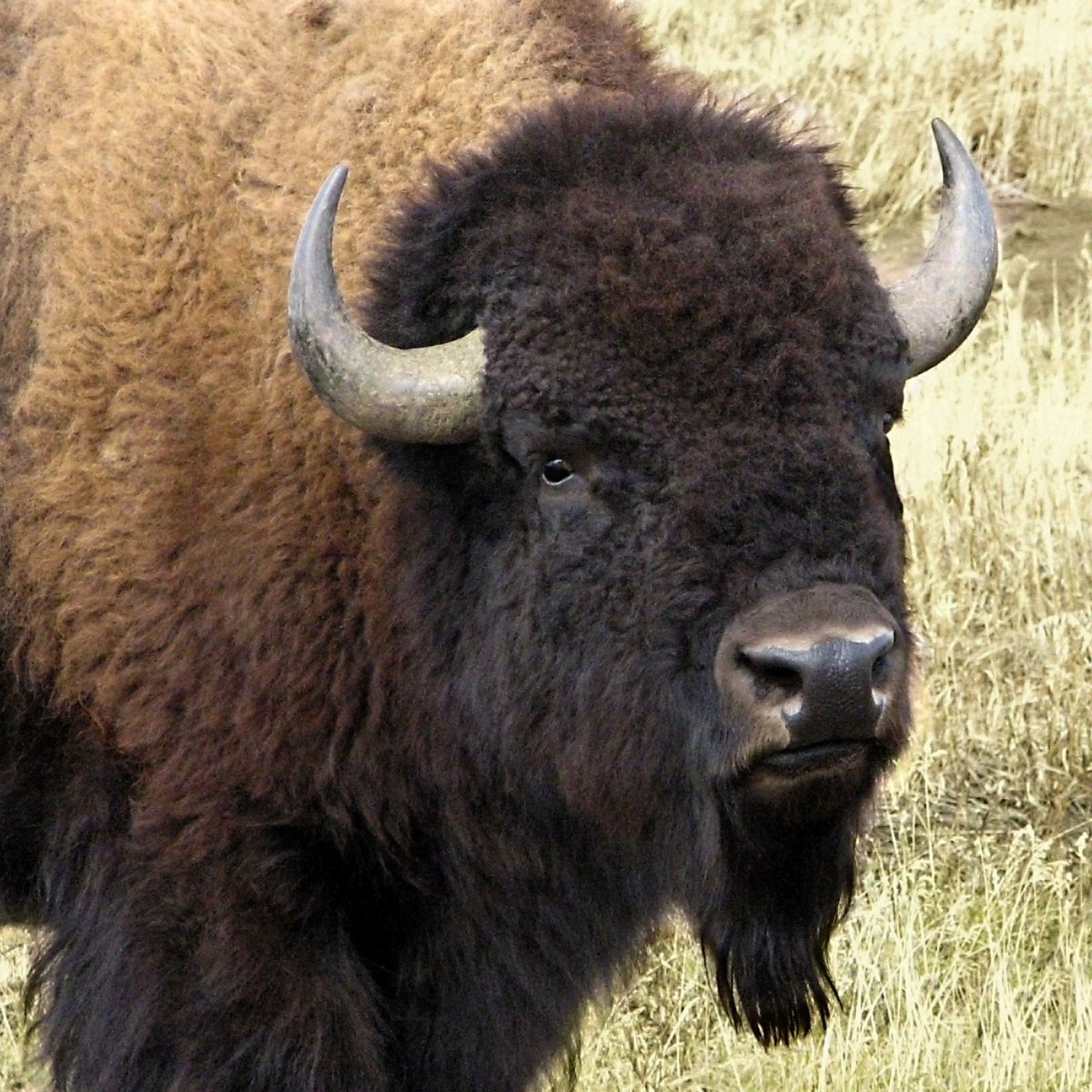 Шерстистый буйвол