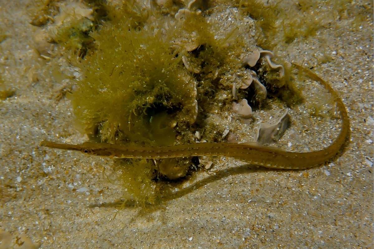 Рыба игла Азовское море