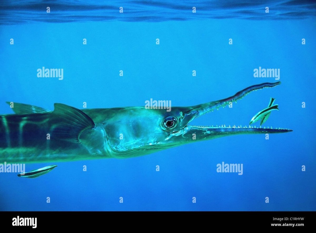 Черноморская рыба Сарган