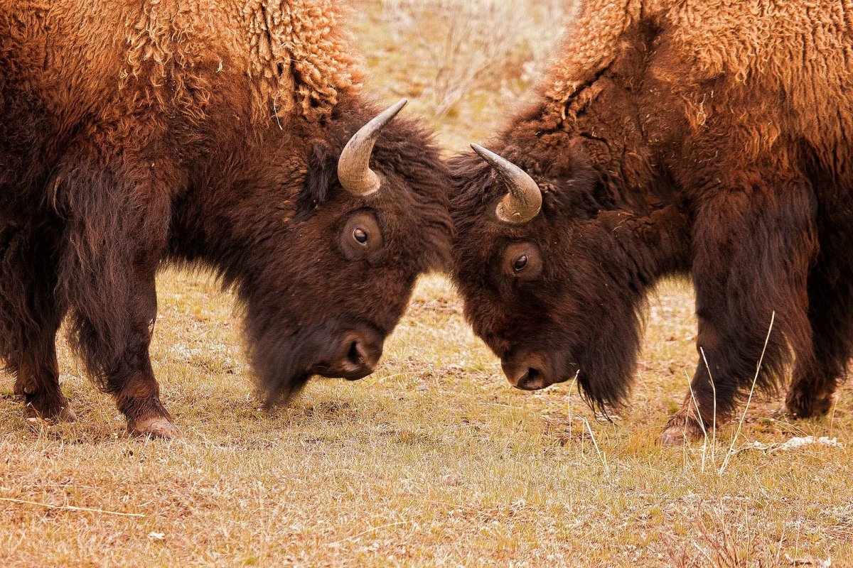 Беларусь Европейский Бизон