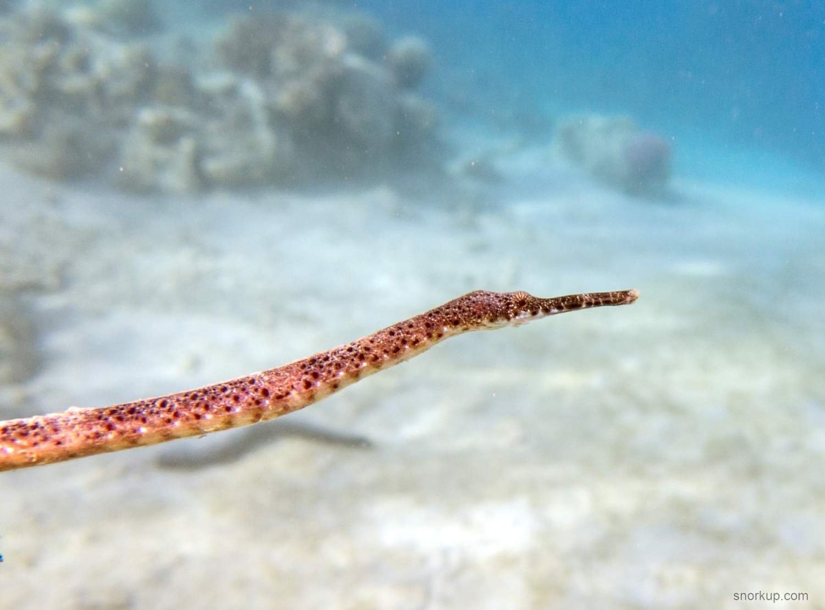 Морская игла Черноморская