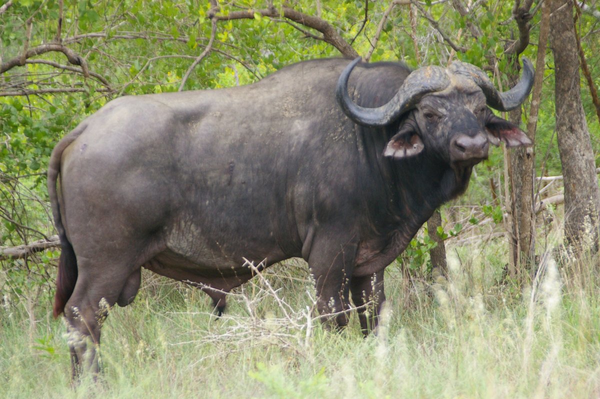 Буйвол Дагестанский
