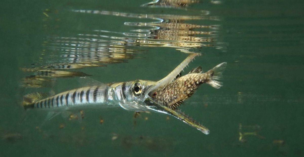 Рыба крокодиловый Сарган