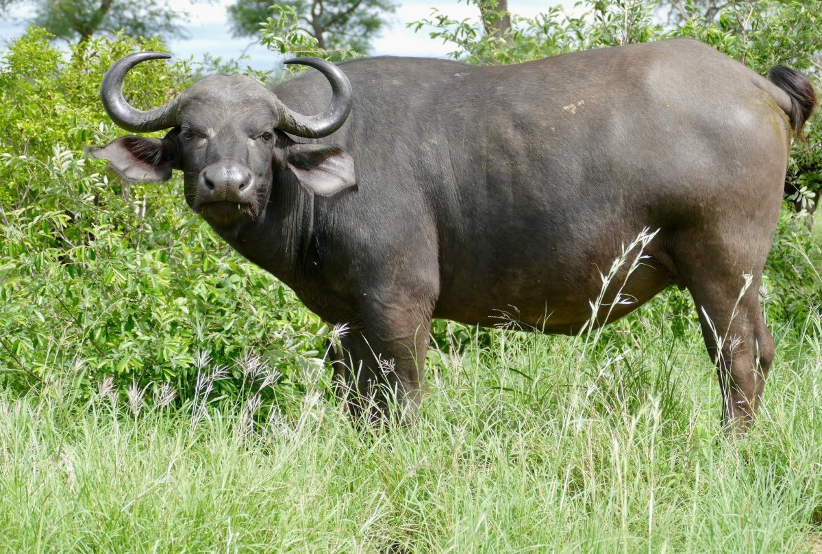 Кавказский буйвол