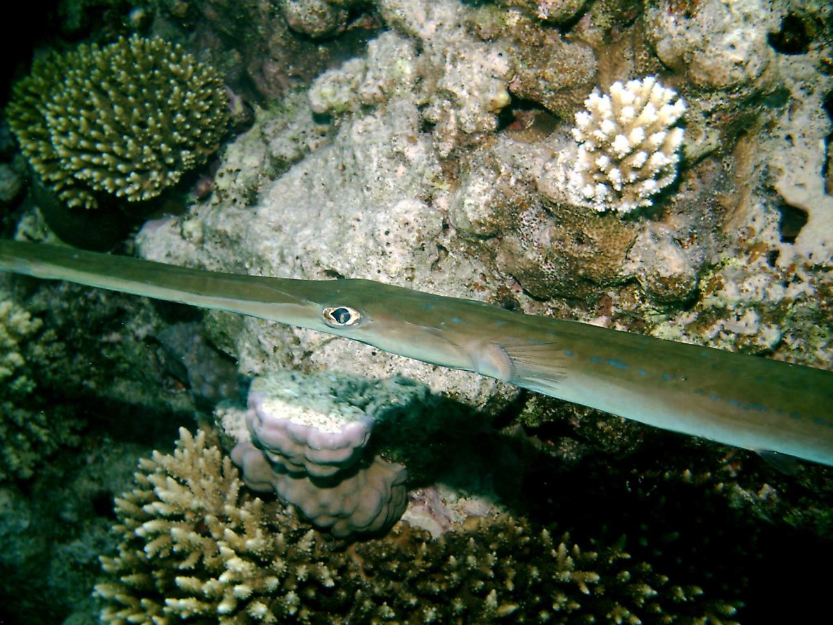 Черноморская Пухлощёкая рыба-игла