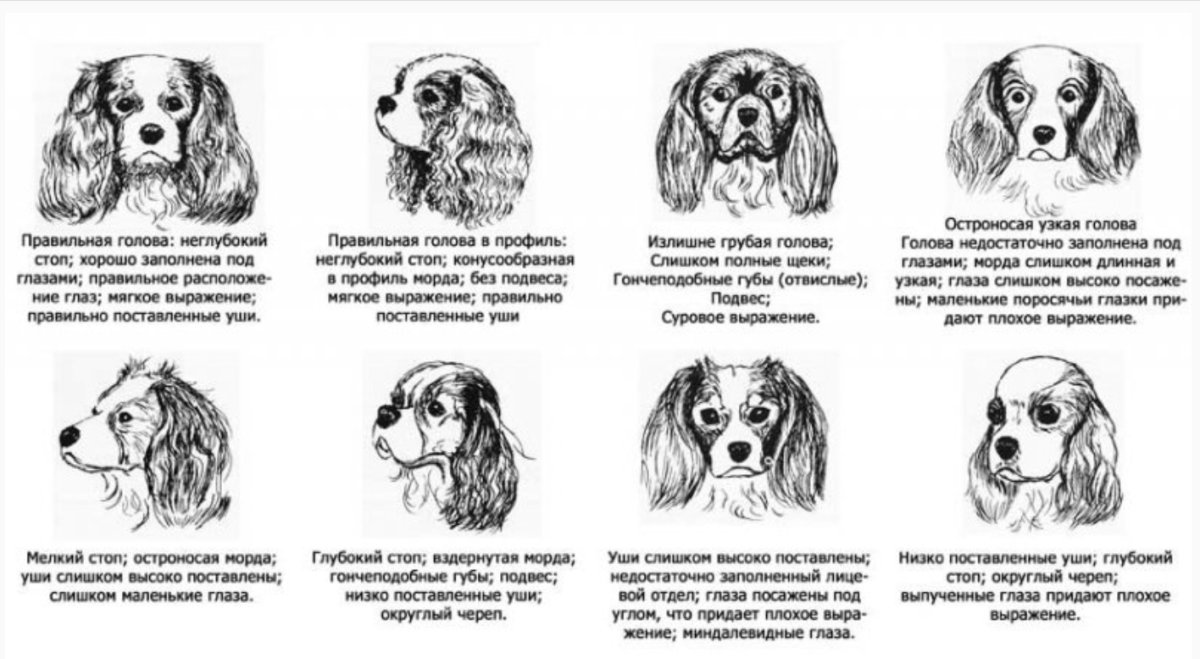 Собачка плачет