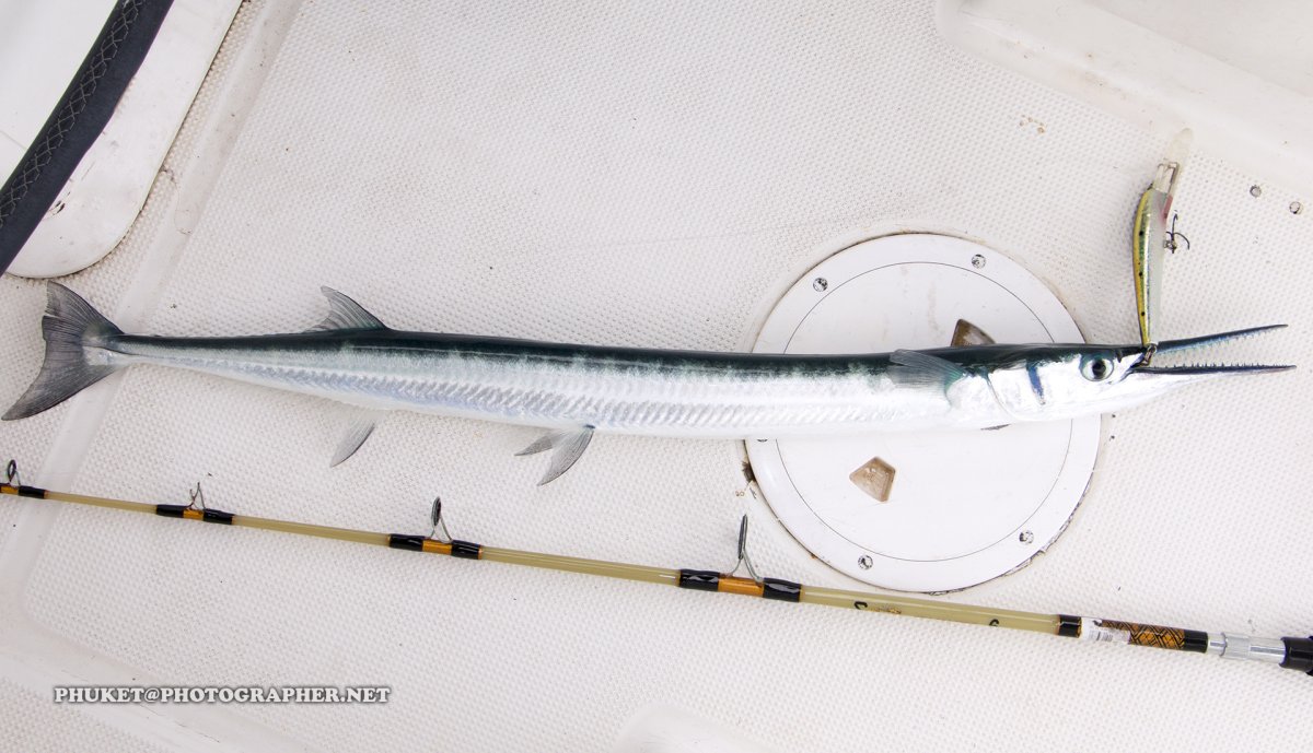 Черноморский Сарган Belone Belone Euxini