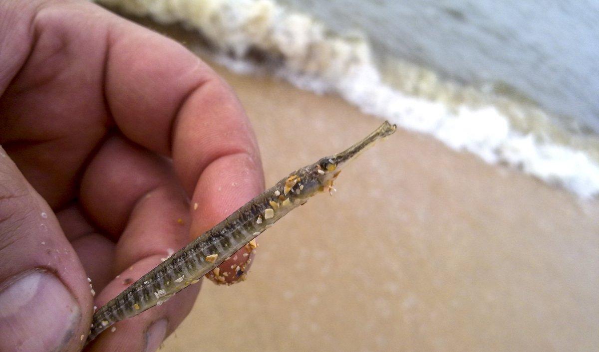 Черноморская Пухлощёкая рыба-игла