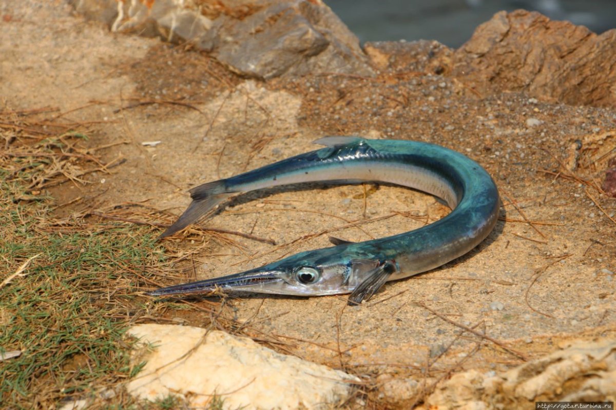 Черноморская рыба Сарган