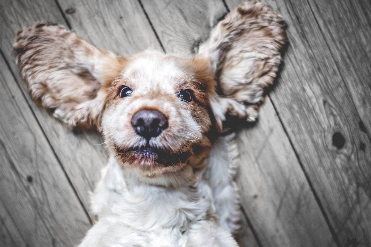 Уши спаниеля