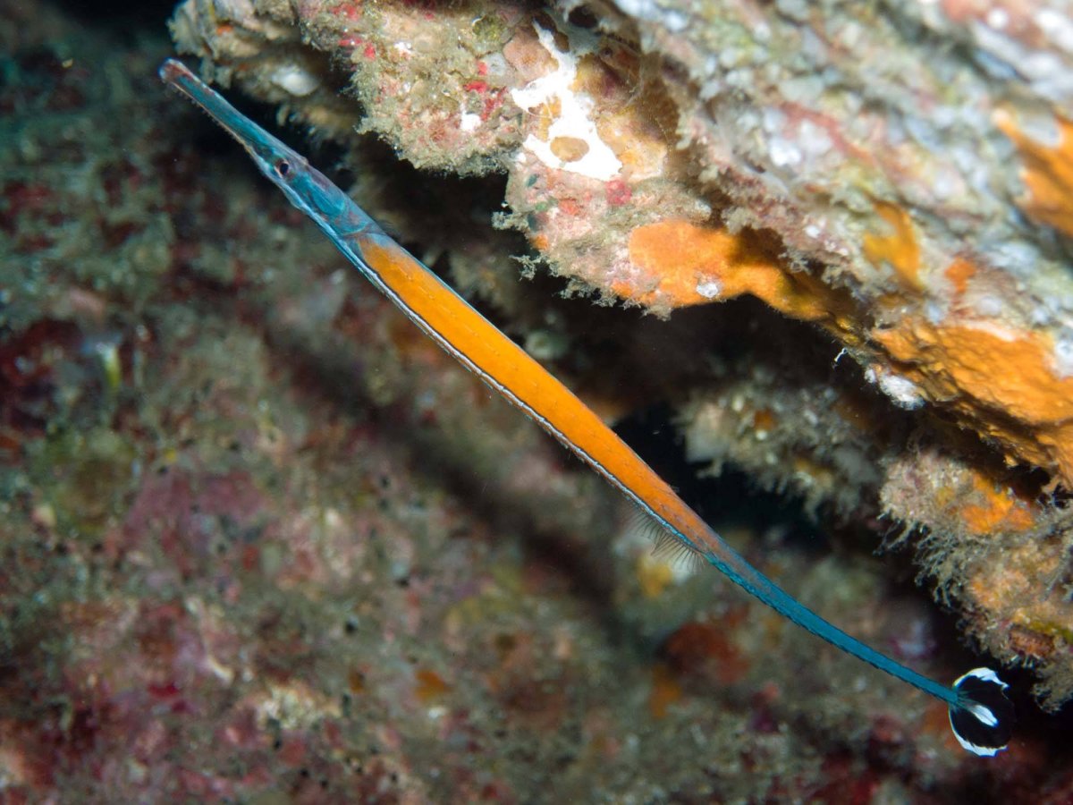 Рыба игла Черноморская