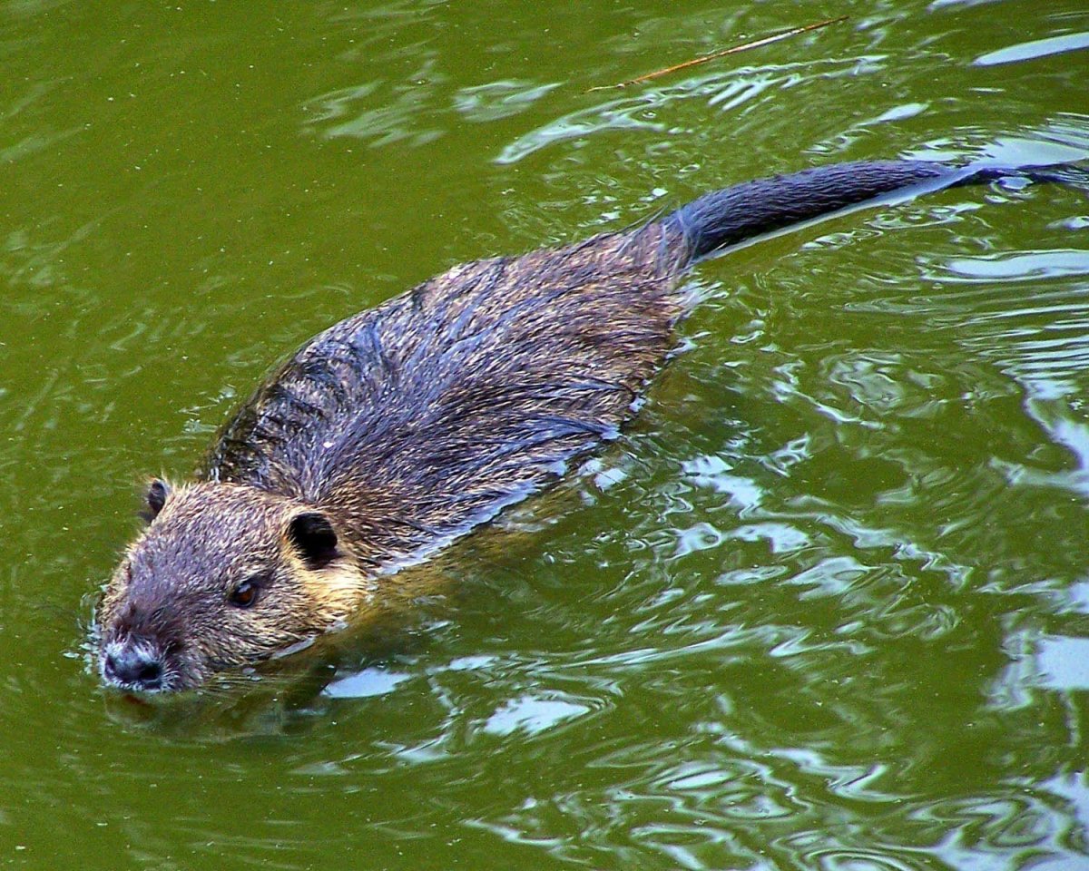 Водяная полевка или европейская водяная крыса
