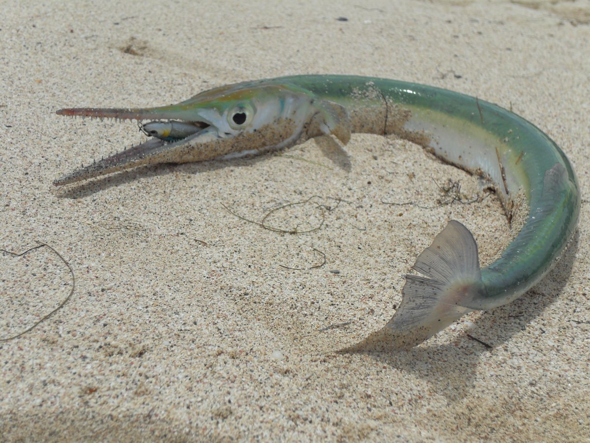 Рыба игла в волге