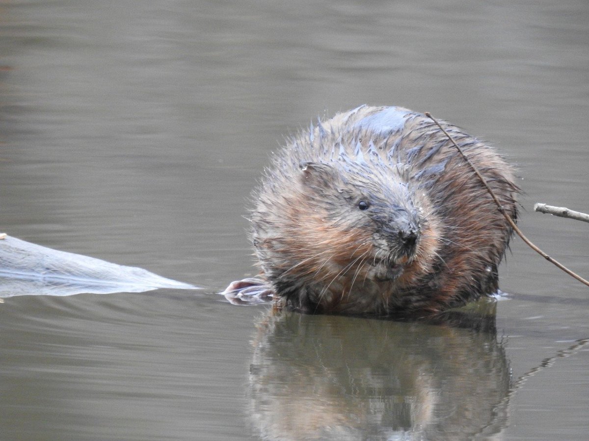 Ондатра белая