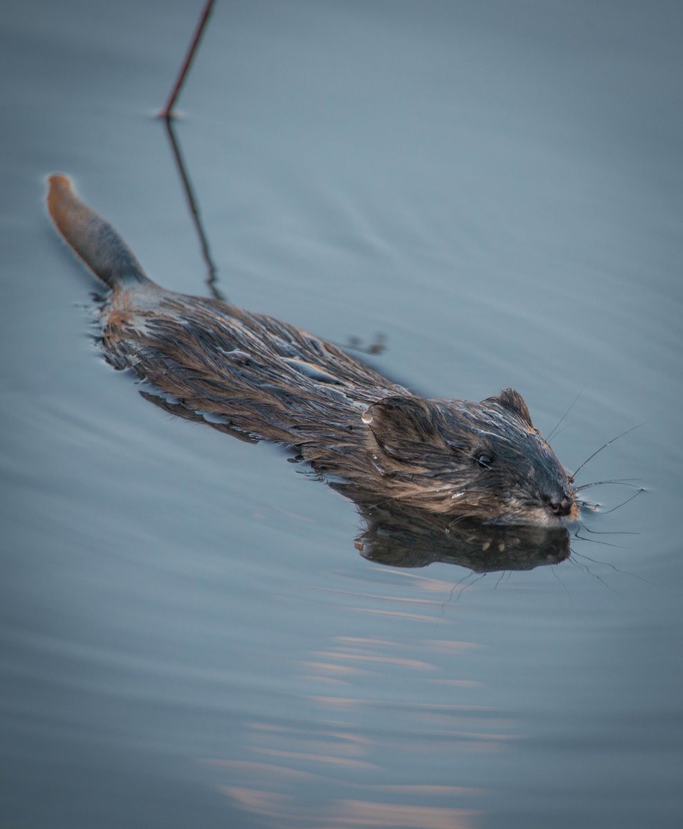 Ондатра Болотная