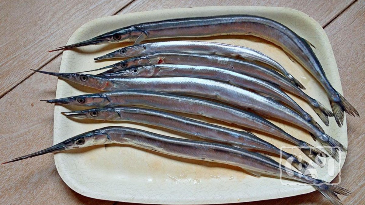 Рыба игла Сарган