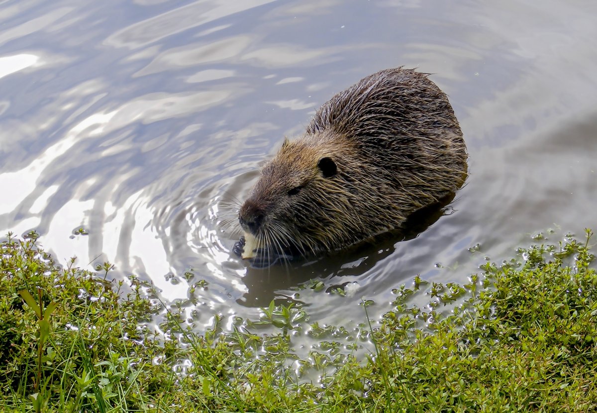 Выдра ондатра нутрия