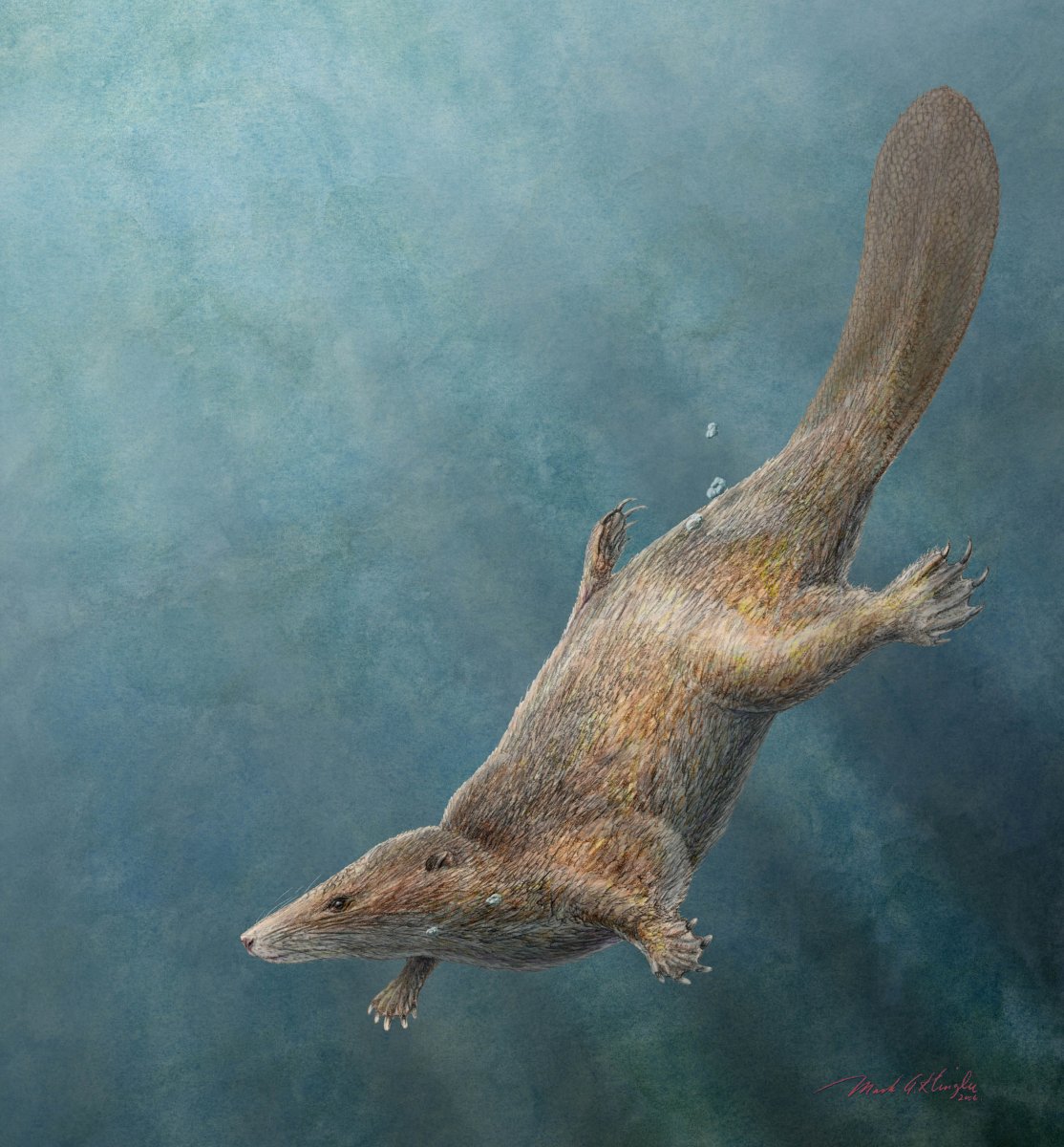 Castorocauda lutrasimilis