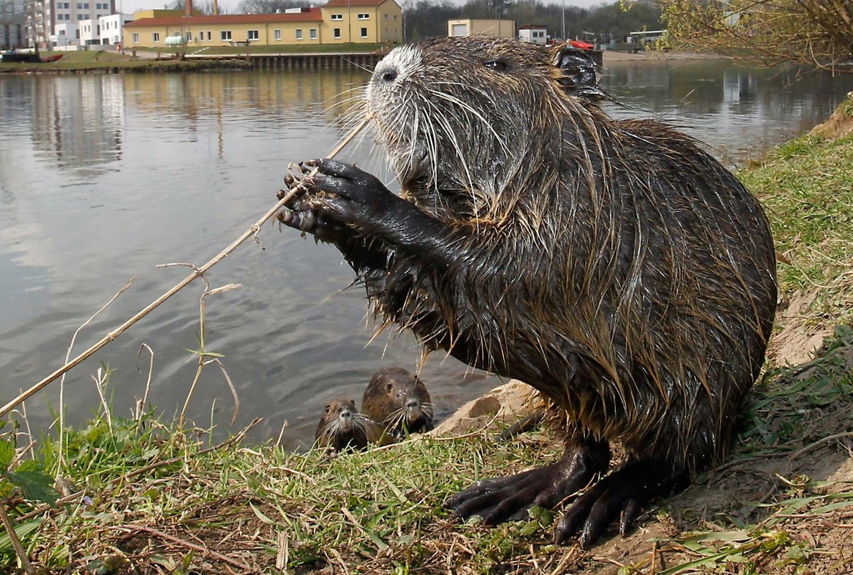 Нутрия Болотная