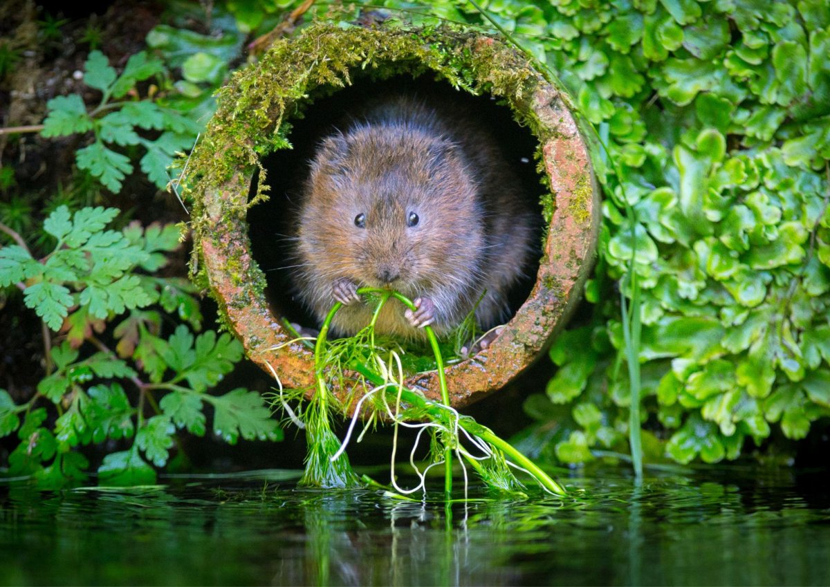 Водяная полёвка водяная крыса