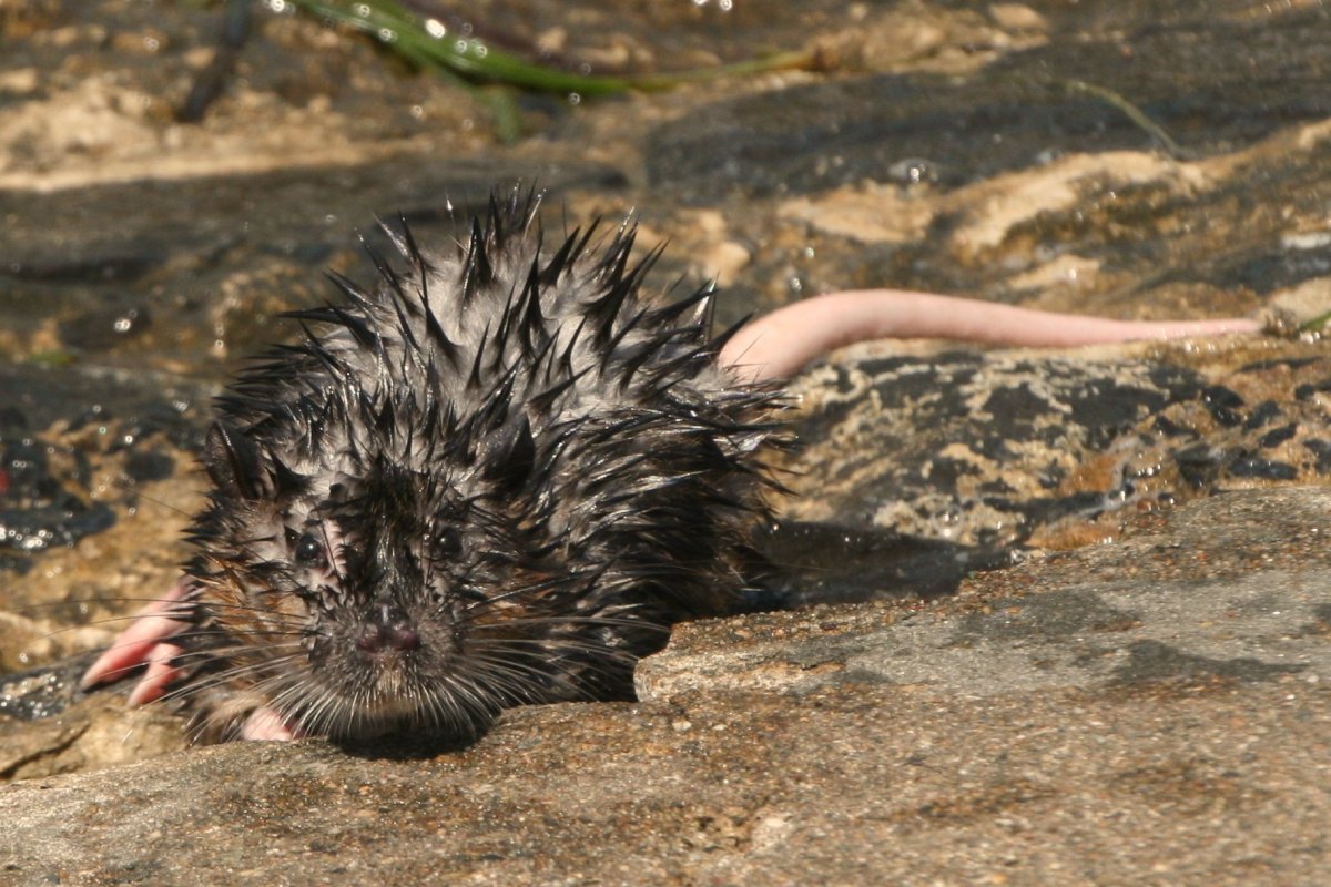 Водяная крыса